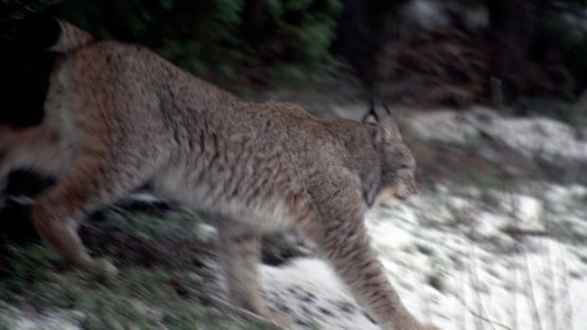 Det behövs över 25 lodjur i Halland innan det kan bli licensjakt på lodjur i länet. Länsstyrelsen tror att det kan finnas mellan fem och tio lodjur i länet, men behöver fler bilder på lodjur från jägarnas åtelkameror. (Arkivbild)