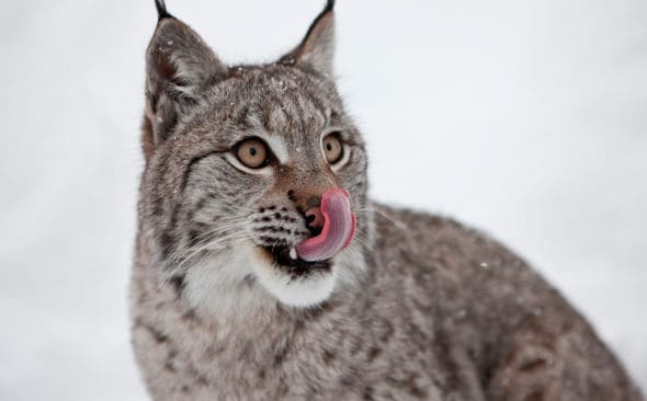 Vargvärnarna i Wolf Association Sweden har lyckats stoppa licensjakten på lodjur helt i Norrbotten och tills vidare i Västerbotten.
