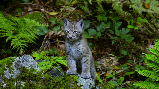 Det blev tomt i kattmatskålen på verandan fortare än familjen förväntat sig. I går fick de se att mattjuven var en lodjursunge. (Arkivbild)
