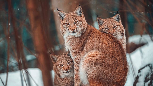 Det blir ingen licensjakt i mars i länen Uppsala, Värmland och Stockholm eftersom det hittats för få familjegrupper.