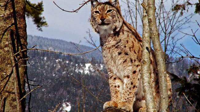I mars får 15 lodjur fällas under licensjakten i Gävleborg, det är en minskning med fem lodjur jämfört med 2020.