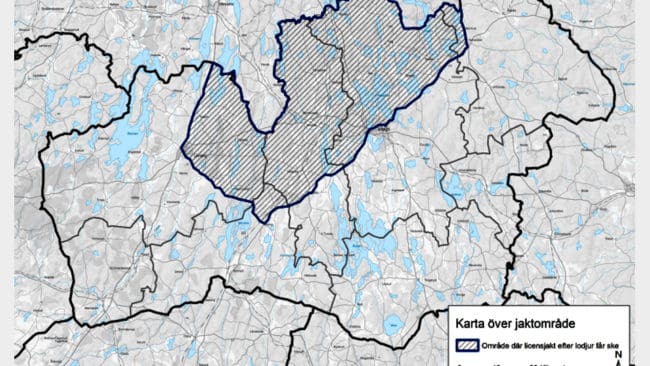 I mars får Kronoberg för första gången licensjakt på lodjur, men det är endast fyra lodjur som får fällas i den norra delen av länet.