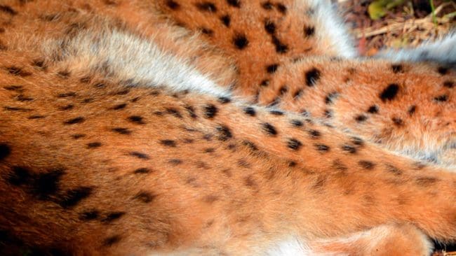 Det huvudlösa lodjuret som hittades norr om Sätrabrunn var inget jaktbrott. Det var en årsunge som svultit ihjäl och sedan kom antagligen en räv och tog huvudet.