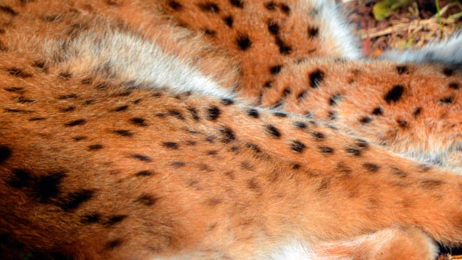 Fyndet av ett huvudlöst lodjur utanför Sätrabrunn i Sala kommun gör att det upprättats en polisanmälan om misstänkt grovt jaktbrott. (Arkivbild)