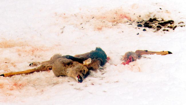 Rådjur som tagits av lo. Bland annat de nationella rovdjursmålen innebär att både rådjur och älg försvinner som jaktbart vilt.