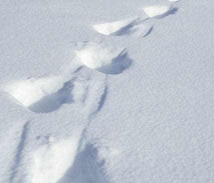 Losp&aring;r. F&ouml;r att avg&ouml;ra hur m&aring;nga olika honor med ungar det finns i ett omr&aring;de baksp&aring;ras djuren s&aring; l&aring;ngt att de kan skiljas fr&aring;n andra familjegrupper.&nbsp;
