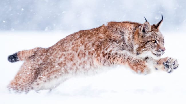 Totalt 67 lodjur får fällas i årets licensjakt i Sverige. Sist ut att besluta om lodjursjakten var länsstyrelsen i Jämtland, som mer än halverat kvoten från 33 till 15 lodjur.