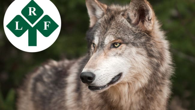 Vid Lantbrukarnas Riksförbunds årsstämma har LRF Värmland lämnat in en motion om att stärka förbundets förmåga att hantera vargjaktens juridiska aspekter.