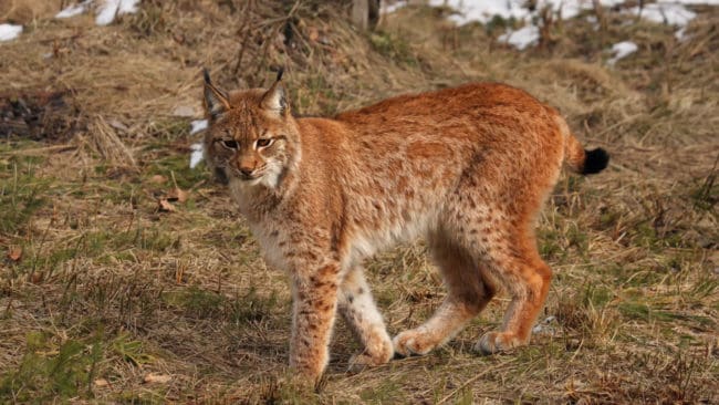 Strax efter klockan nio fälldes ett lodjur i Ulricehamns kommun.