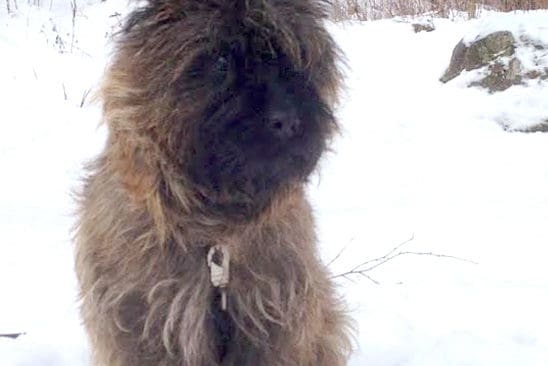 Den här cairnterriern dödades natten mot måndagen av varg i värmländska Charlottenberg.
