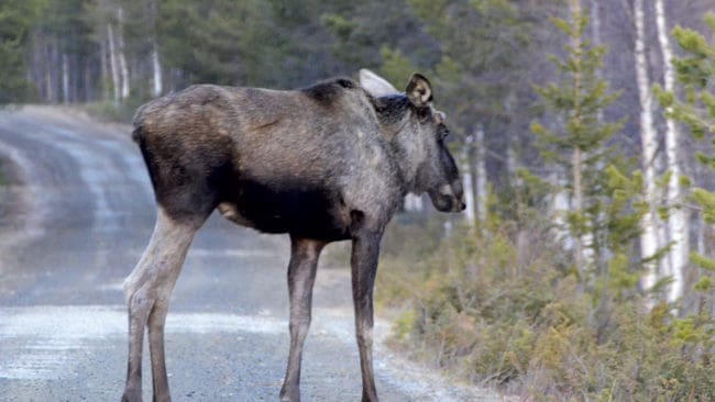 En liten tjur som är i magert skick på våren. Efter den torra sommaren väntas svältproblem i älgstammen redan i höst och det finns krav på begränsad älgjakt. På längre sikt kan älgarna försvinna från södra Sverige, varnar en viltforskare.