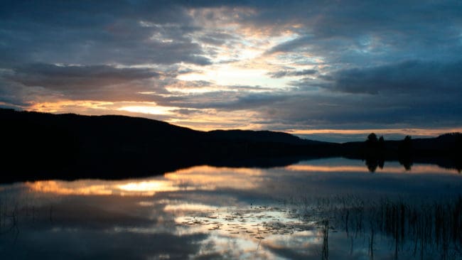 En död varg har hittats i sjön Mangen i Värmland. (Arkivbil)