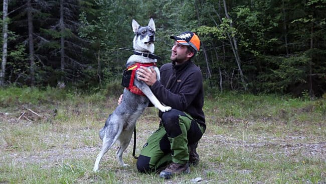 Nova hjälpte husse Marcus Söderberg när den arga vildsvinssuggan attackerade.
