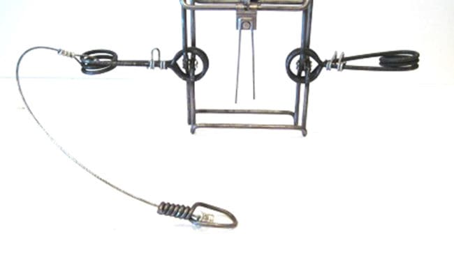 Räven hade fastnat i en mårdfälla av typen Belisle 120, som är laglig att använda om alla regler för fällfångst följs, bland annat att slagfällan ska märkas med ägarens namn och kontaktinformation.