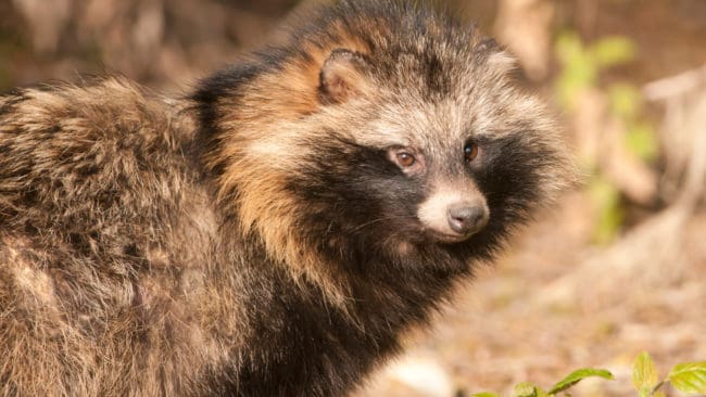 Minst tre personer har rapporterat att de sett mårdhund i Blekinge.