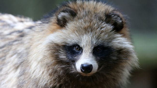 Myndigheterna i Danmark hoppas på hjälp från invånarna att hitta invasiva arter som exempelvis mårdhund.