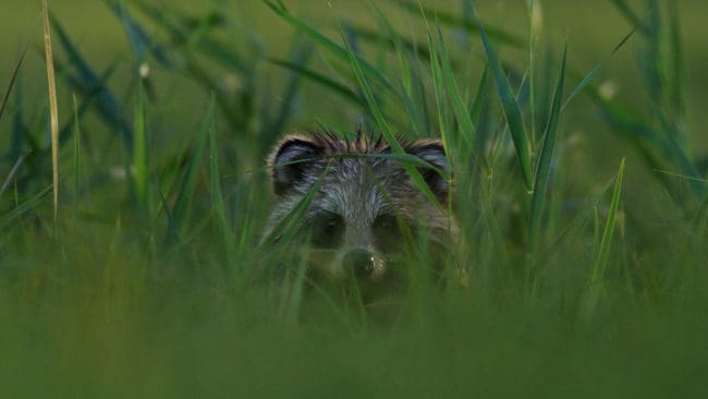 Om en mårdhund kommer till en ö försvinner över 90 procent av fågeläggen. Den invasiva arten skulle innebära en katastrof för markhäckande fåglar i Sverige.