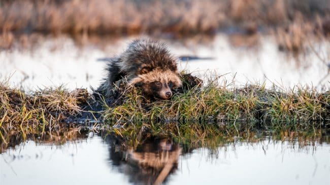 Mårdhunden är invandrad österifrån och i Finland förekommer den i stor mängd.