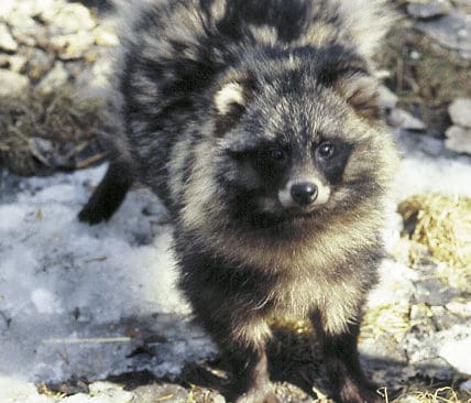 L&auml;nsstyrelsen och j&auml;garna i Sk&aring;ne laddar nu f&ouml;r en m&aring;rdhundsinvasion fr&aring;n Danmark. Det asiatiska p&auml;lsviltet, som redan finns i Norrland, ska stoppas till varje pris.