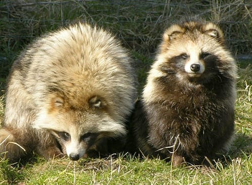Varning för att fler mårdhundar är på väg över isen från Finland. Naturvårdsverket ska ta fram en plan för hur mårdhundarna ska stoppas från att få fäste i den svenska naturen.