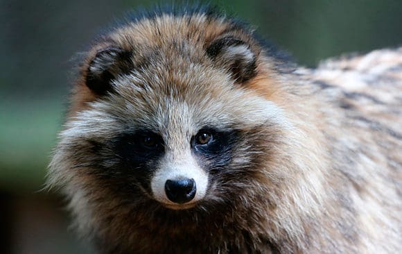 J&auml;gare i V&auml;sterbotten och Norrbotten uppmanas att f&aring;nga in m&aring;rdhundar under &auml;lgjakten.