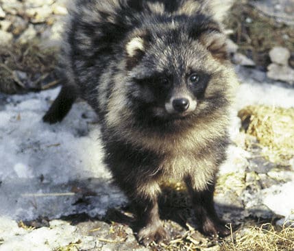 Mårdhunden sprider sig i Norrland och är ett gissel för småvilt och fåglar. I november förra året skulle Naturvårdsverket ha haft ett förslag till handlingsplan för hur mårdhundarna ska stoppas.