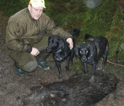 Hundföraren Matthias Janssen med två gråwachtlar efter en jakt. Den senaste jakten på vildsvin slutade med att en galt rammade Mattias. Han räddades av att pejlen tog den värsta smällen mot benet.
