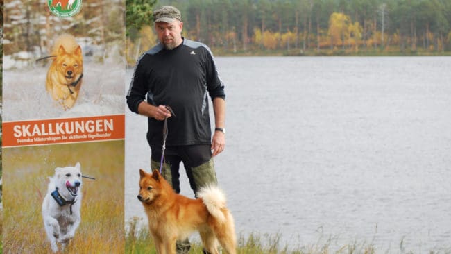 Tomas Salander med sin finnspets Predator’s Mikko som blev årets Skallkung när elva ekipage gjorde upp i svenska mästerskapen för skällande fågelhundar.