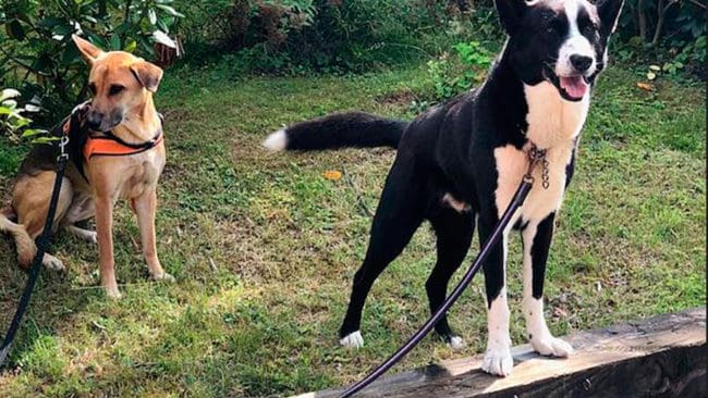 Efter några sökturer med hunden Millie hittades jakthunden Dio som rymt med en spårlina efter sig. Linan hade fastnat och det tog ett dygn innan den gamle jakthunden kunde räddas från trasslet.