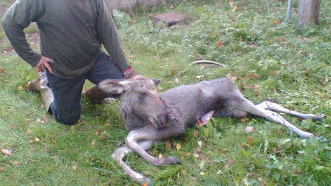 Under hösten har ett fåtal kalvar skjutits på Öland. Slaktvikten har varit på 20-25 kilo mot normalt omkring 75 kilo