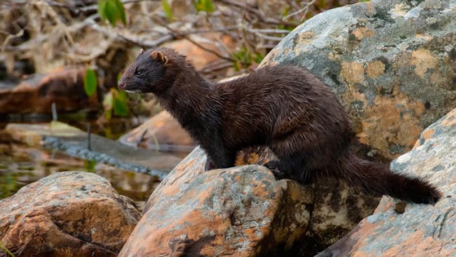 Danska naturvänner vill få bort mink från dansk natur.