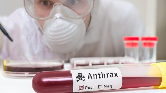 Mjältbrand uppkommer av sporbildande bakterien Bacillus anthracis.
