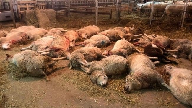 Företrädare för LRF tycker att kammarrätten missat att det handlar om problem för fler djurägare när det inte blir en prövning av Molstabergs nekade skyddsjakt på sjundavargarna, som massakrerat gårdens får.