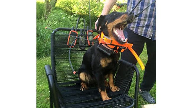 Tyskterriern Mona-Lisa med tre Garmin-Astrohalsband på sig. Husse Gunnar Johansson är kritisk till hur nya modeller av pejlen ställer det i hans jaktlag.