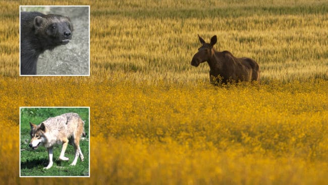 I projektet Grensevilt ska svenska och norska forskare bland annat ta reda på hur vargens predationstryck på älgstammen påverkas av att järv finns i området.