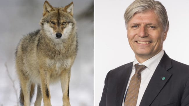 Den nyutnämnde kultur- och miljöministern Ola Elvestuen tycker att Norge ska ha fler vargar.