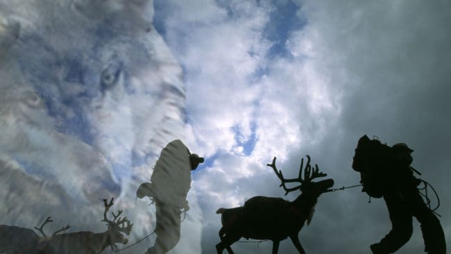 Till&aring;ten bland renar? Naturv&aring;rdsverket och viltsamordnare Ruona Burman menar att det finns ett riksdagsbeslut som kan till&aring;ta vargrevir i rensk&ouml;tselomr&aring;det.