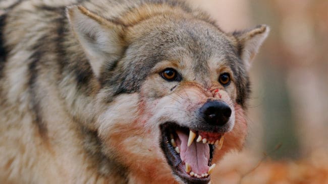 De senaste dagarna har en finnspets, en gråhund och en drever skadats i vargangrepp i tre län. I ett fall skrämdes vargen bort med ett varningsskott.