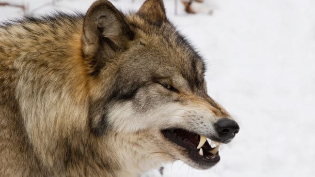 En jämttik blev dödad av varg under älgjakt i Habovall-området i Gävleborgs län på lördagen. (Arkivbild)