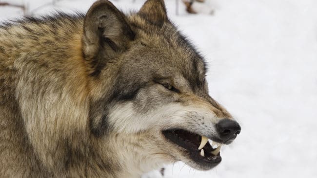 Vargarna i Rackstadområdet i Värmland jagas på grund av flera angrepp mot jakthundar. Det gör att Rovdjursföreningen på nytt gått på offensiv mot löshundsjakt i vargområden.