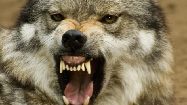 Den varg som tros ha skadat en 72-åring utanför bostaden i Port Edward i Kanada har fällts av personal från viltmyndigheten. (Arkivbild)