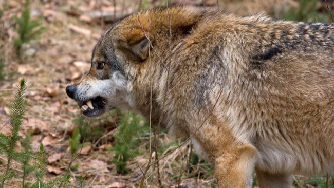 Kennelklubben och Jägareförbundet begär att de gamla tumreglerna för att få skyddsjakt på vargar som angriper hundar ändras. I fortsättningen bör det räcka med ett vargangrepp, anser organisationerna.