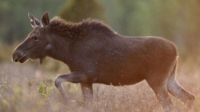 Renarna stör viltvården på öarna i Luleå skärgård. Jaktlaget fick sista ordet.
