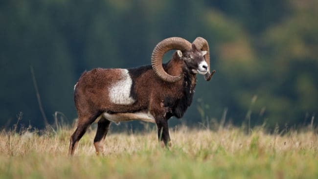 I tyska Bayern ska jägare försöka få bort mufflon helt och hållet.