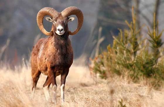 Allt färre mufflonfår fälls i tyska Brandenburg. Jägare tror att det är vargen som är orsaken.