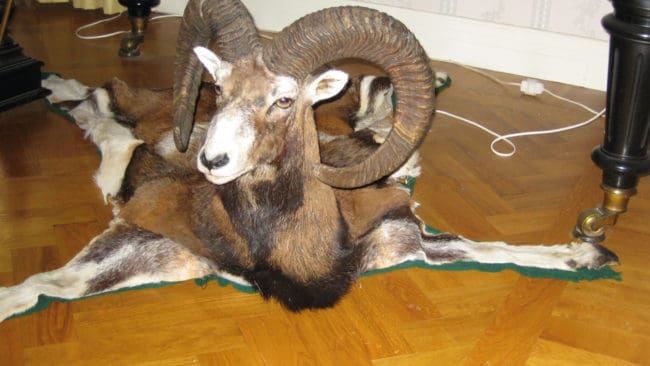 Mufflonbagge, med hornen bedömda till bronsklass, i en annorlunda kombination med hel fäll och bogmontage. (Arkivbild)