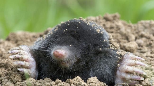 Den första fällan avsedd att fånga mullvad är nu godkänd av Naturvårdsverket.