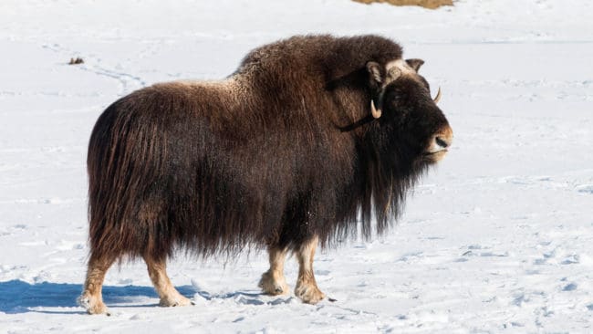 Jägare i Alaska får fälla myskoxar som gått ut på isflak utan att behöva vänta på ett beslut från myndigheterna.