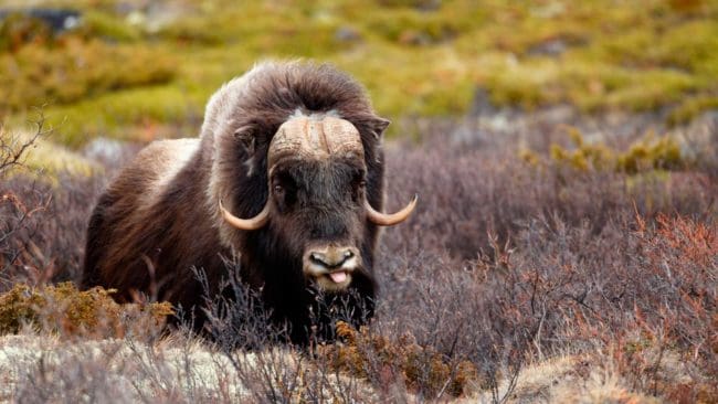 Myskoxar vänder sig mot saker som hotar i stället för att gå undan. Det har gjort att flera norska mysoxar körts på av tåget.