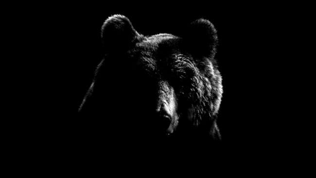 Istället för grävling hade gråhunden ställt en björnhona, som anföll när den 30-årige hundföraren smög fram i pannlampans sken mot ståndplatsen utanför Järvsö. Han sköt mot björnhonan i nödvärn. Nu har jägaren friats från jaktbrottsmisstankarna. (Arkivbild)